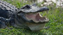 Orlando alligator