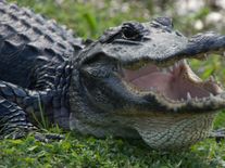 Orlando alligator