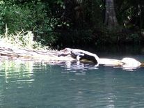 Florida alligators in Wakiwa State Park